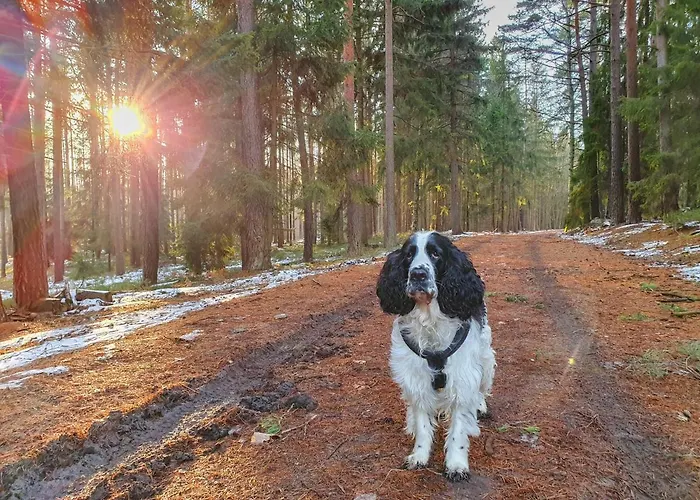 דירה Jelonek Zdroj